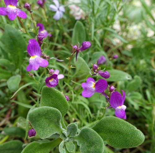 gyldenstjerne:tiny wildflower-types after day of drizzle