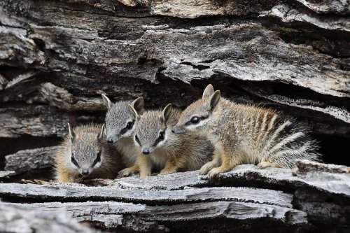 sitting-on-me-bum:    The plight of the numbatExtinction came close twice late last century for Western Australia’s faunal emblem, the numbat. Now this still endangered and enchanting little marsupial is slowly making a comeback, even to parts of eastern