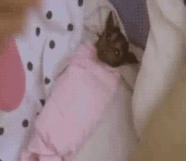 welele:  Preciosas ratas voladoras