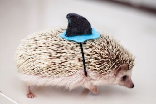 littlefreeman:  Fact: 17% of all shark attacks are actually hedgehogs pretending to be said sharks. 