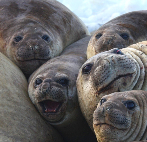 burritoseal:seal squad