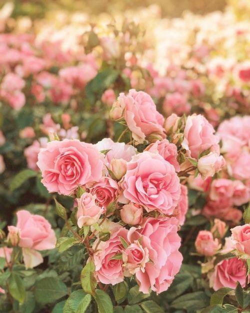 florealegiardini:it’s Queen Mary’s Rose Garden in Regent’s Park which blooms for t
