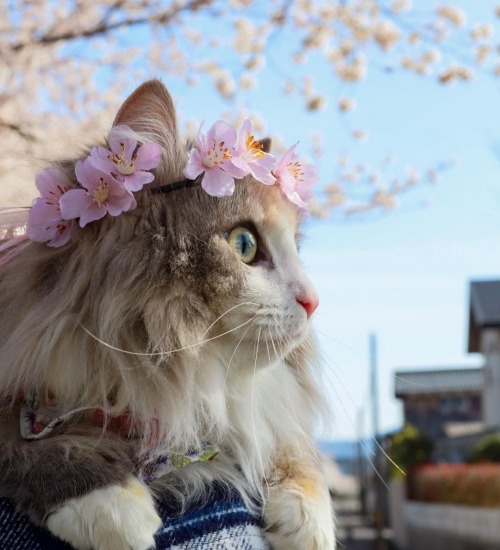 florealegiardini:Sakura and Luna ~ Siberiansnowcat