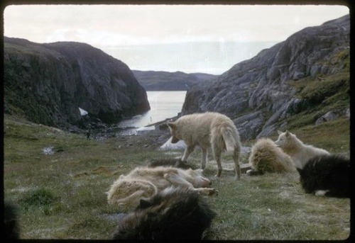 nemfrog:Huskies. Killiniq, Nunavut, Canada. Between July 24-August 9, 1960. Archives Canada.