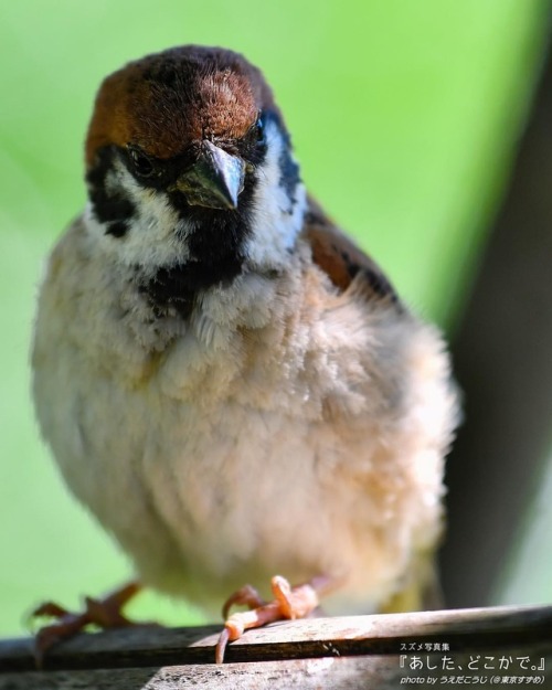 tokyo-sparrows: どうしても夏には期待、しちゃうんだよね… . パート３もこの秋登場（予定） #スズメ写真集『あした、どこかで。』シリーズ１、２ 詳しくは→ ht