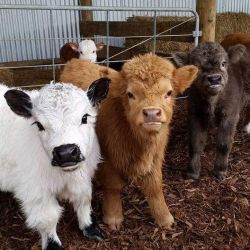 gwengettingfit:  rachiedachie:  sixpenceee:  Miniature cattle are cattle that are below 46 inches high. They are popular as they do not produce as much methane and are cheaper to feed.  LOOK HOW PRECIOUS  LOOK AT THESE TINY FLOOFS 