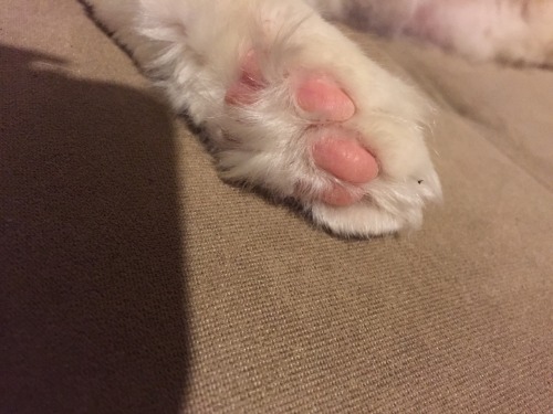 Look at these perfect beans(submitted by best-steed-na)