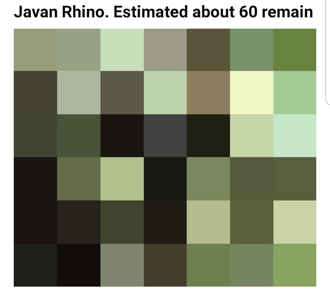These Pics Are Composed Of As Many Pixels As There Are Animals Still Alive In These Species