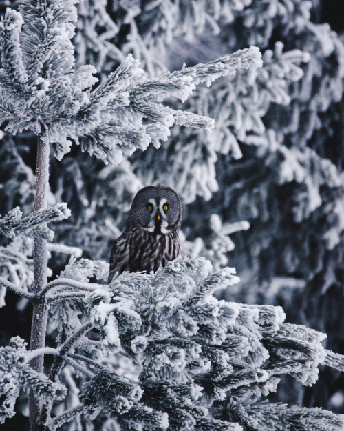 Great Grey Owl by Niilo Isotalo instagram.com/niiloi