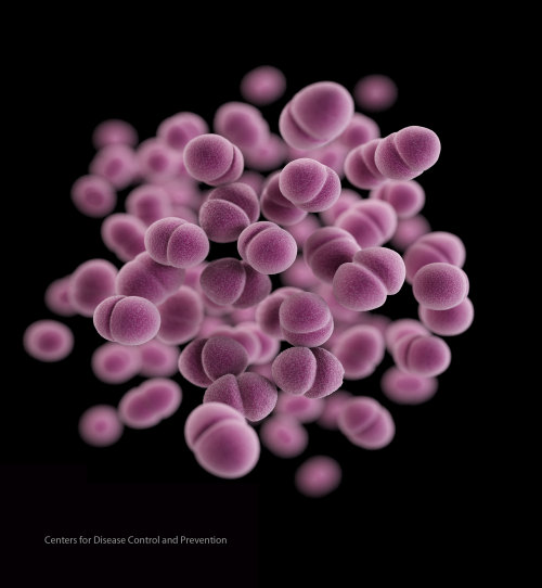 molecularlifesciences:  mucholderthen:  A ROGUES GALLERY of UNTREATABLE ANTIBIOTIC-RESISTANT ORGANIS