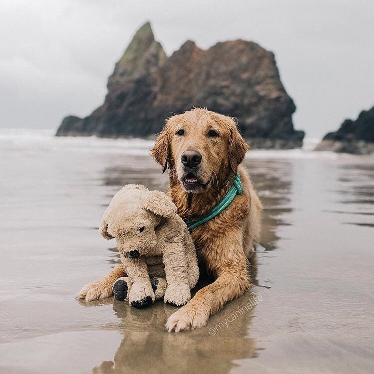 animals-lovers:(Source)