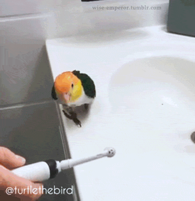 How to brush a Birb