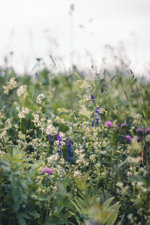 rabbitinthemeadow:  A soft and breathy melody, labored and dripping with the sweetness of nectar // 