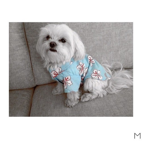 You’ve got a friend in me, you’ve got a friend in me… 😊 if you love miniature doggies you should follow miss @charliebelle_teacupmaltese 💗 #modeldog