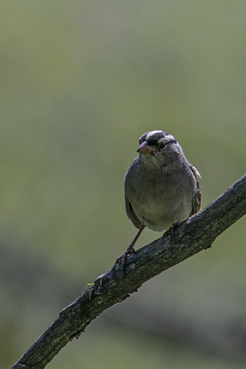 A protective White-crowned Sparrow (Zonotrichia leucophrys) guarded its nest diligently near Tower J