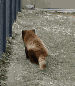 bear-pictures:  Red panda butt wiggle