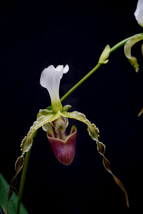 Paphiopedilum dianthum(China and northern Vietnam)