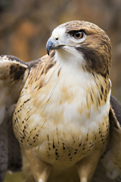 wild-diary:Red-Tailed Hawk | CAFNR 