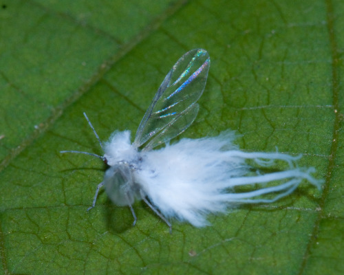 ameliacarina:flying woolly aphid