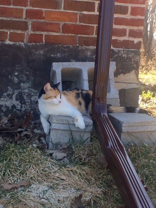 unflatteringcatselfies:my kids, Pancake (calico) and Waffle (orange and white). Pancake is really sh