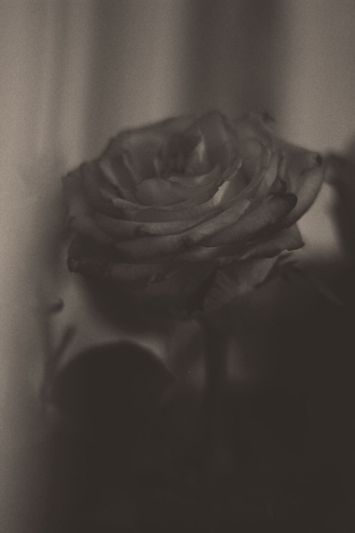 activitesparanormales:  Interior, with roses, 2014 (An attempt to lead us to digital
