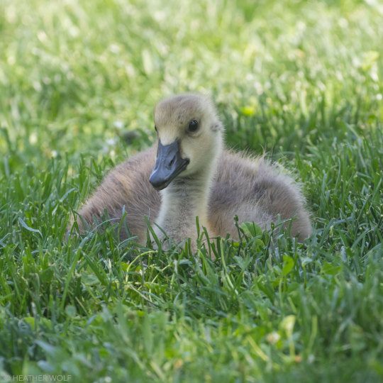 gosling | Explore Tumblr and | Tumgir