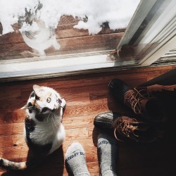 eartheld:  arthames:  agentlewoman:  Came home to a few inches on snow and a stir crazy cat || #vscocam #agentlewoman #bluemovement #winter #chicago #llbean #unitedbyblue #lifestyle #catsofinstagram #iphone5s #vscogood #chicago  罪人 + 情人  mostly