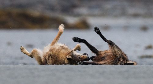 wolveswolves - Two playing Coastal wolves in British Columbia by...