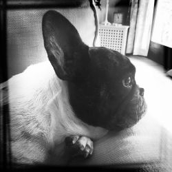 batpigandme:  Thinking about life… 🐾☁️ #doglover #dogsofinstagram #instapic #instagood #instafrenchie #love #loulou #louloulife #louloulove #louloulicious #frenchie #frenchies #frenchbulldog #frenchiemom #frenchielove #frenchiesrule #frenchiesofinstagram