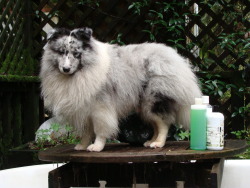 thecutestofthecute:  running-dog:Coba’s beauty routine.  Floof intensifies