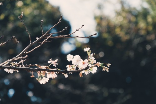 fleur-de-fleurs: Sakura in October, Tokyo. 新宿御苑の十月桜が綺麗に咲いてました。