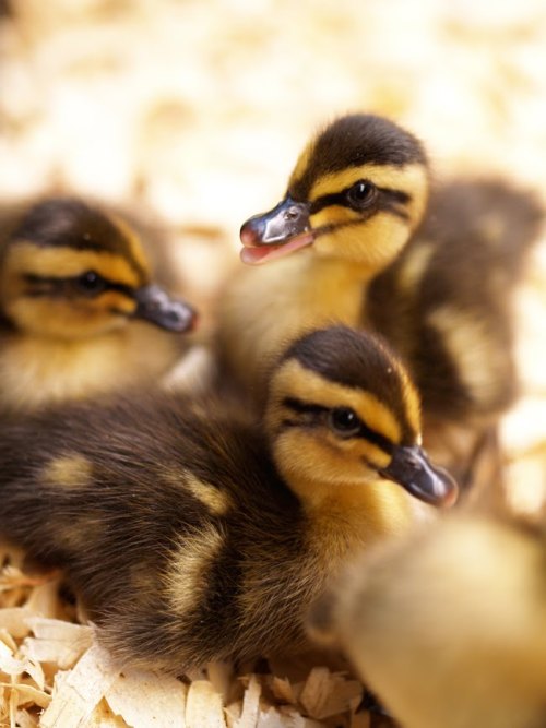 the-silent-rain: I was browsing on tumblr and I realized I had no ducks in my blog, what kind of ho