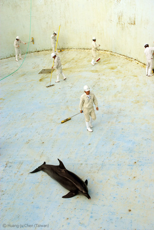 cute-whales:The dolphin showWandering behind the scenes at a Japanese aquarium, where captive dolphi