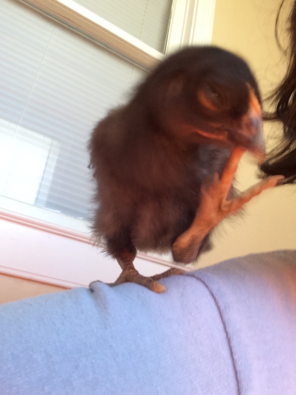 sapphicsorceress:m00ndollPilgrim having fun and licking my hair…for some reason…Shoulder