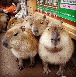 dailycapybara:  集合 #capybara by Megumi Miura