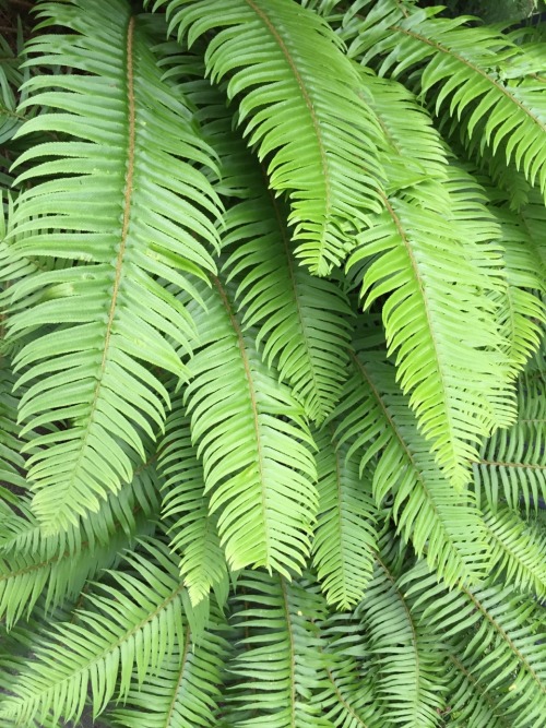 mouzeron:  ferns are amazing 