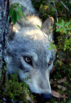 sisterofthewolves:  Picture by Scott Moffatt Forlorn gray wolf in northern Ontario, Canada. This female, caught in a padded leg hold trap, is about to recieve a gps satellite radio collar. The individuals movements and predation events will be monitored