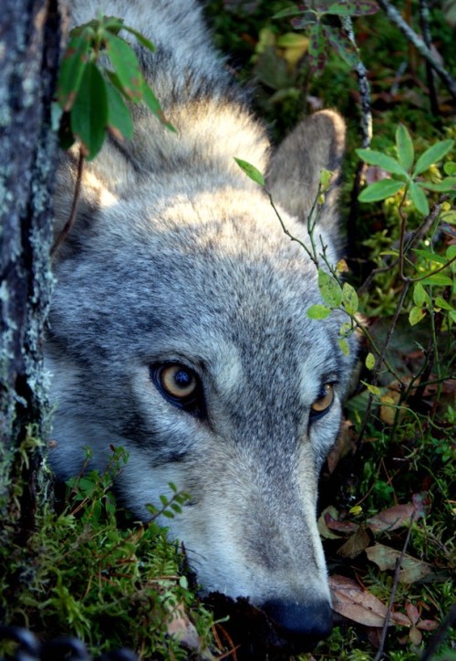 weaselwoman:sisterofthewolves:Picture by Scott MoffattForlorn gray wolf in northern Ontario, Canada.