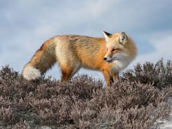 phototoartguy:  Fantastic Mr. FoxPhotograph by Mitch Adolph, National Geographic Your Shot