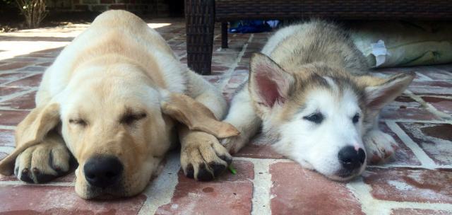 awwww-cute:  Elsa and Moose had a play date today