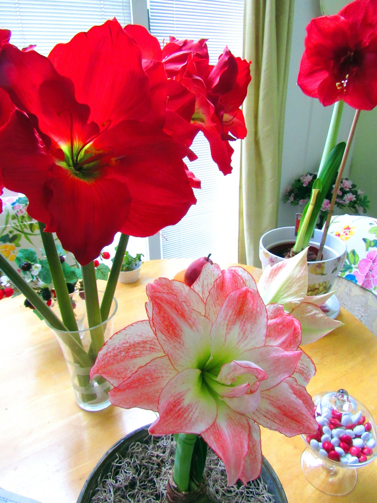 piprobinthegarden: Lots of Amaryllis color in the dark days of winter. I hope my