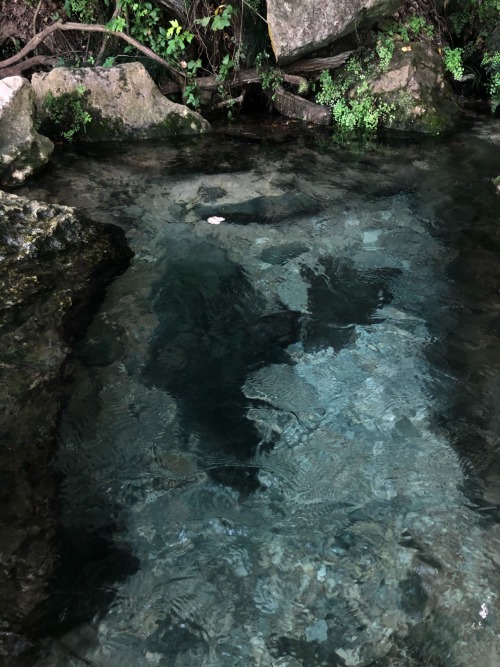 lionfloss: Hidden spring in Lady Bird Lake