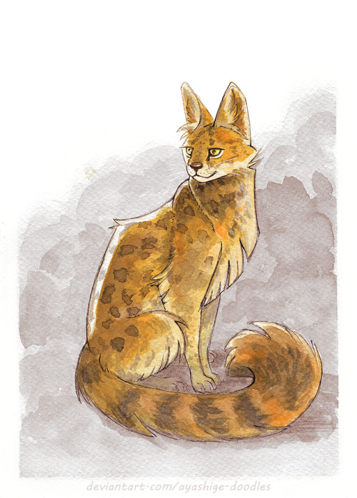  Fluffy Serval 