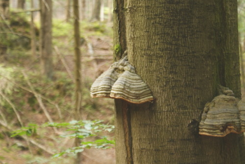 tamersa: Fungus and Plants of Karkonosze