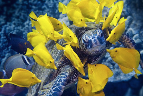 princessailorscout:  nubbsgalore:  photos by mike roberts, masa ushioda, peter liu and doug perrine of green sea turtles being cleaned by yellow tangs, goldring surgeonfish and saddle wrasse. by feeding on the algea and parasites which grow on the turtle