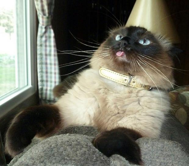 welele:  Gatos Derp
