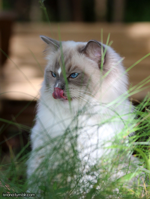 jossisgod:booksandcatslover:isriana:More pics of my ragdoll boy Nemo’s outdoor adventures this