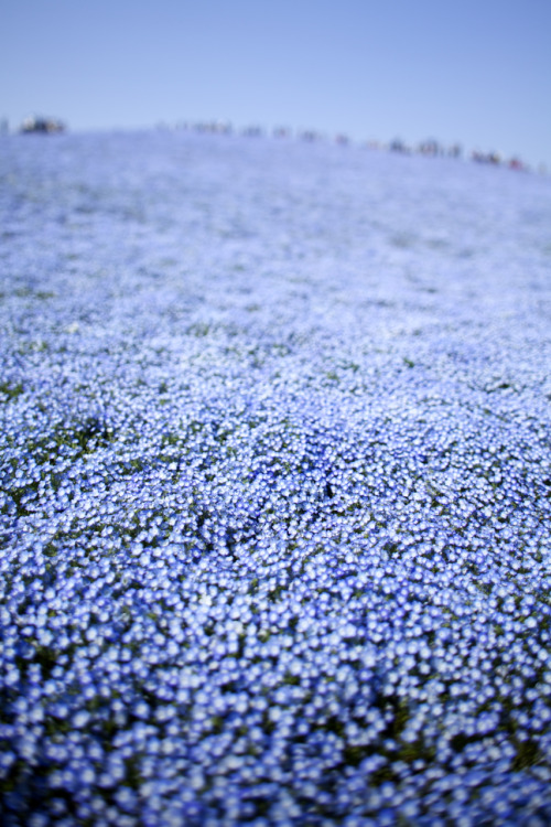 itscolossal:A Sea of 4.5 Million Baby Blue Eye Flowers in Japan’s Hitachi Seaside Park2123. Hita