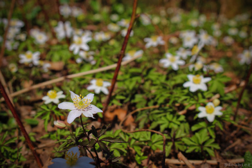 debbiee14: Forest flowers Prints / Instagram