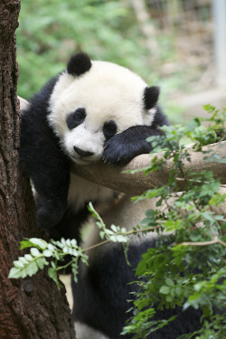 giantpandaphotos:  Yun Zi at the San Diego